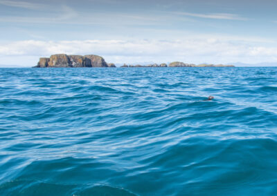 Approaching Fladda-chuain - first Puffin