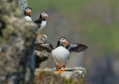 Puffin, Garbh Eilean