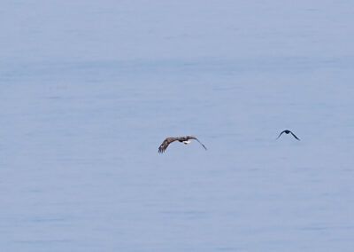 White-tailed Eagle and Raven