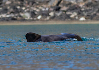 Pilot whale in Loch Cuilce