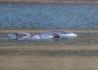 Pilot whale in Loch Cuilce