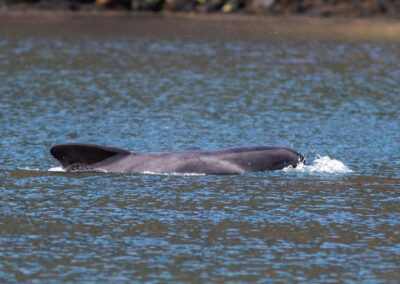 Pilot whale in Loch Cuilce
