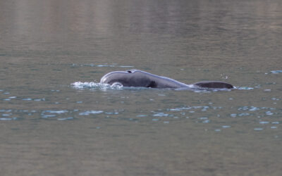 Pilot Whales from Elgol