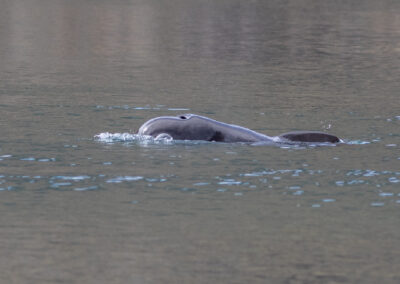 Pilot whale in Loch Cuilce